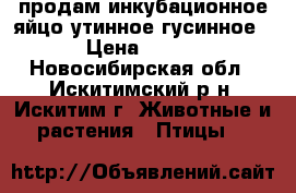 продам инкубационное яйцо утинное гусинное › Цена ­ 100 - Новосибирская обл., Искитимский р-н, Искитим г. Животные и растения » Птицы   
